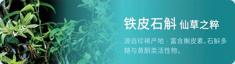 铁皮石斛｜仙草之粹
